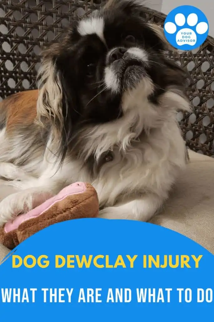 6 dog dewclaw injury