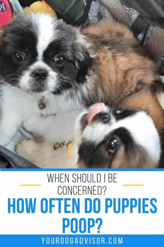 6 how often do puppies poop