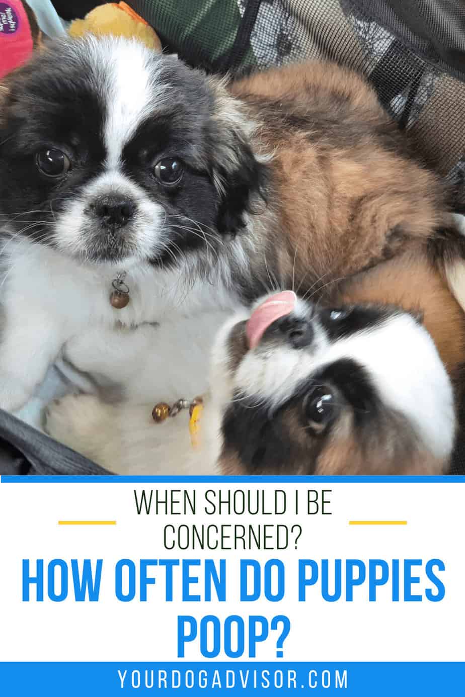 How Often Do Puppies Poop? When Should I Be Concerned? Your Dog Advisor