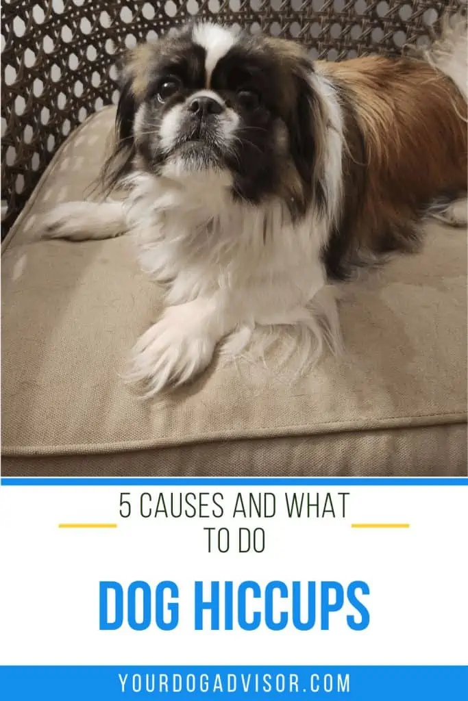 7 dog hiccups