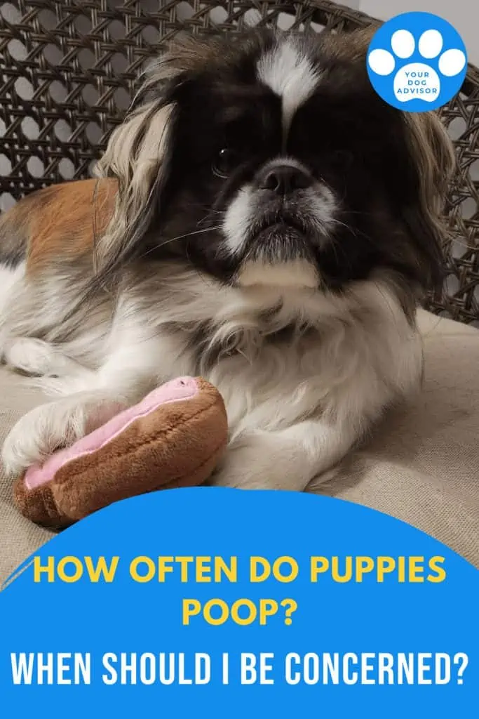 7 how often do puppies poop