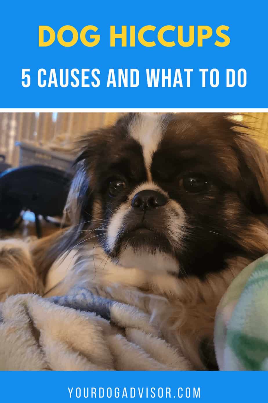 Dog Hiccups 5 Causes and What to Do Your Dog Advisor