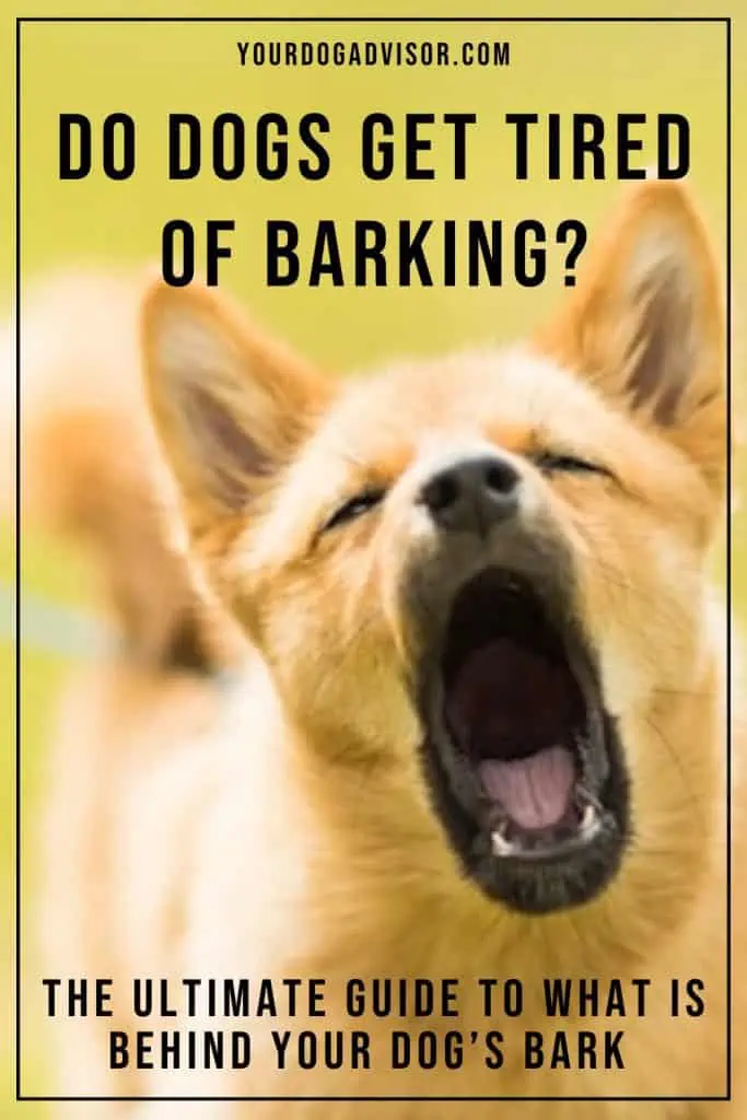 Do dogs get tired of barking 1