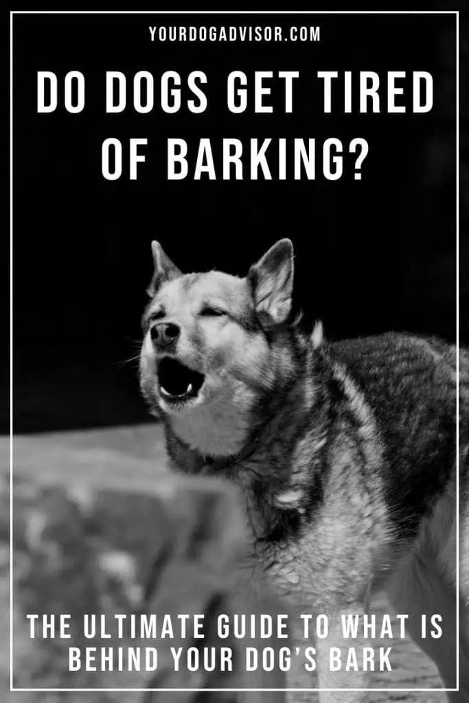 Do dogs get tired of barking 2