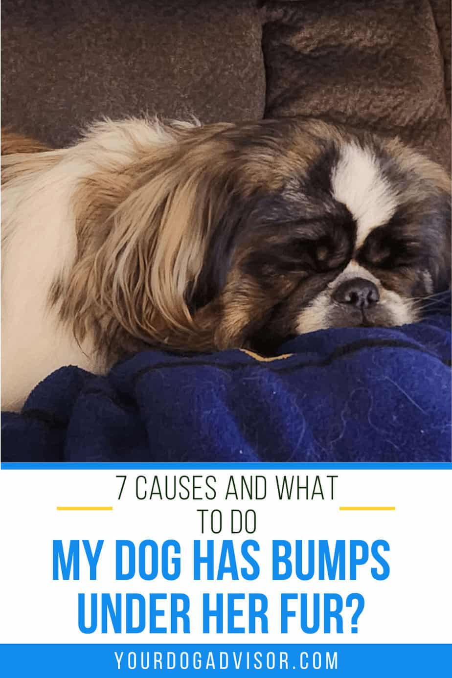 My Dog Has Bumps Under Her Fur? 7 Causes and What to Do Your Dog Advisor