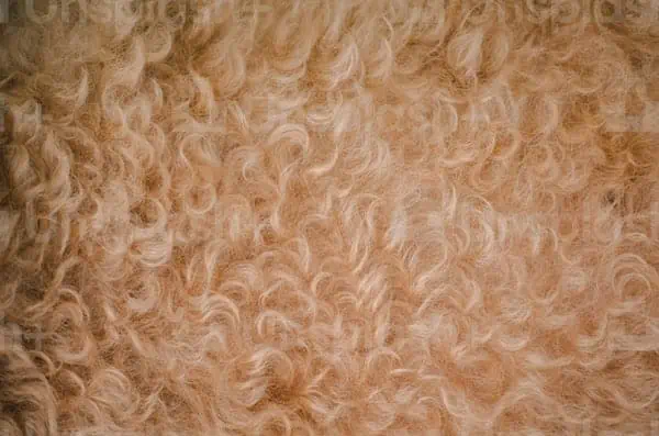 1 up close of a dog s coat