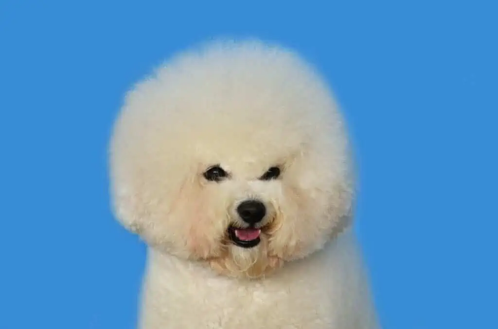 10 a Bichon Frise