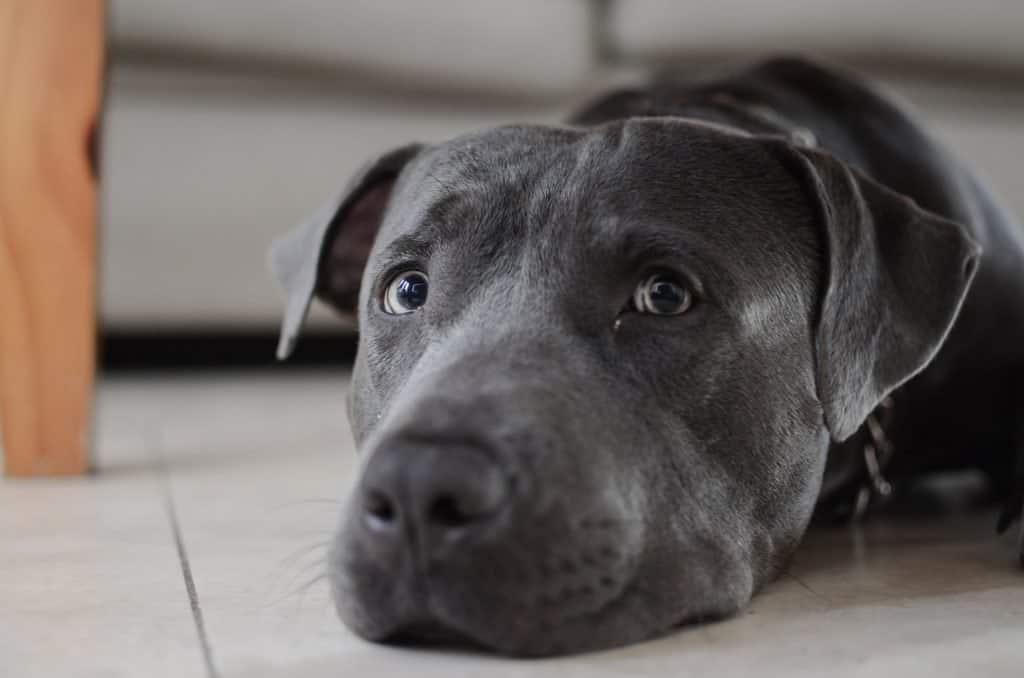 10 a blue Pitbull laying down in a kitchen 10 a blue Pitbull laying down in a kitchen