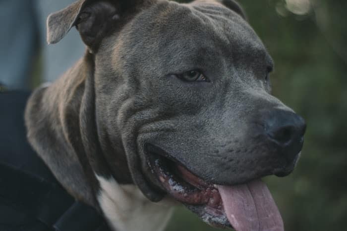 11 a blue Pitbull with his tongue out 11 a blue Pitbull with his tongue out