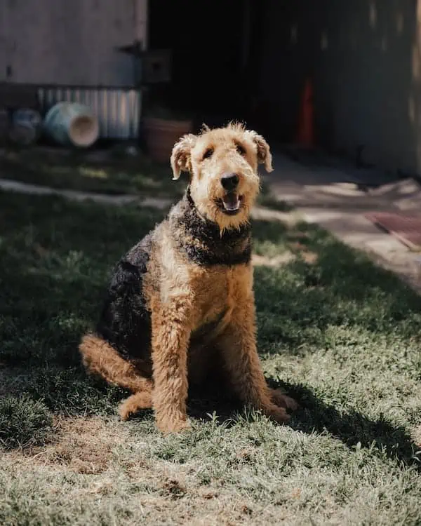 11 an Airedale Terrier