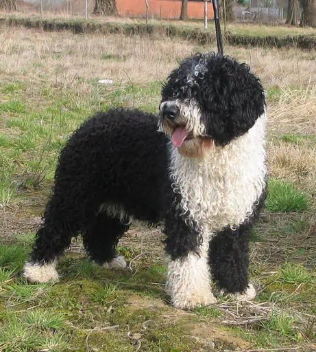 12 a Spanish Water Dog