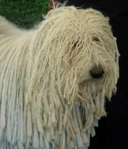 15 the Komondor