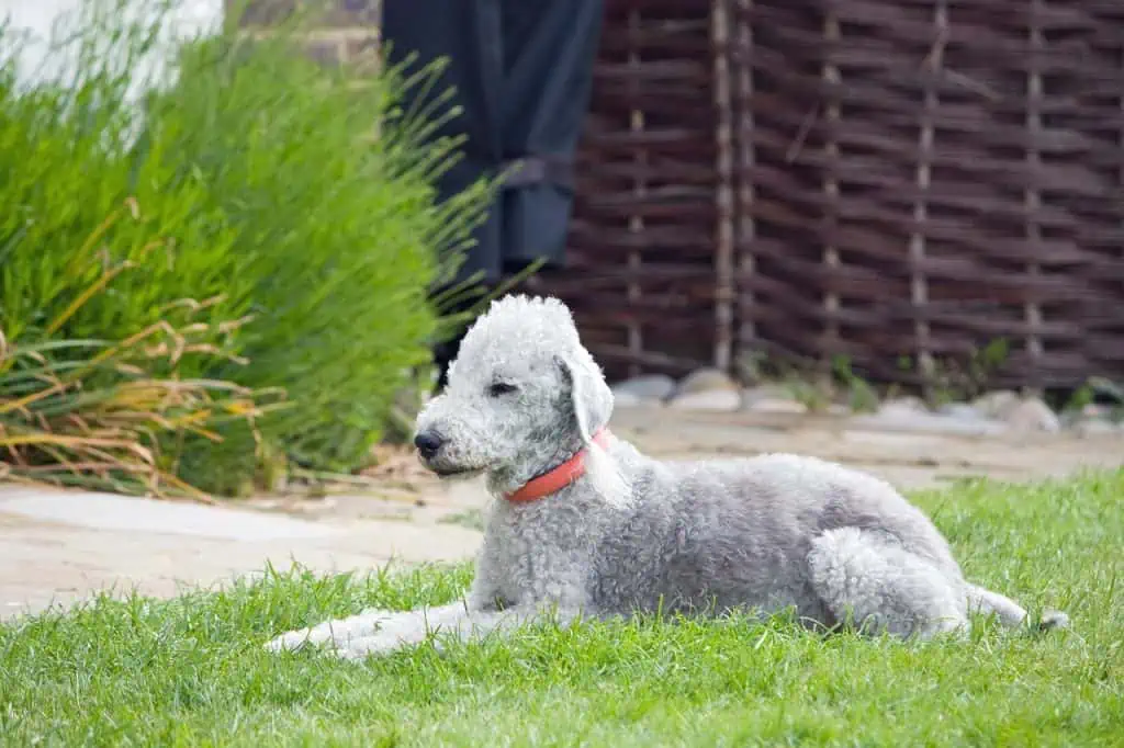 16 Bedlington Terrier