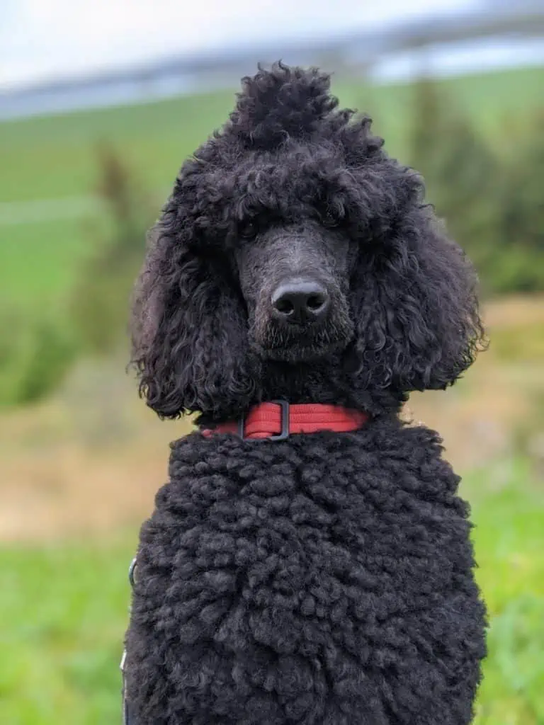 2 a black poodle