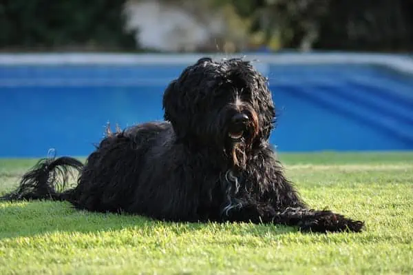 3 a Portuguese Water Dog