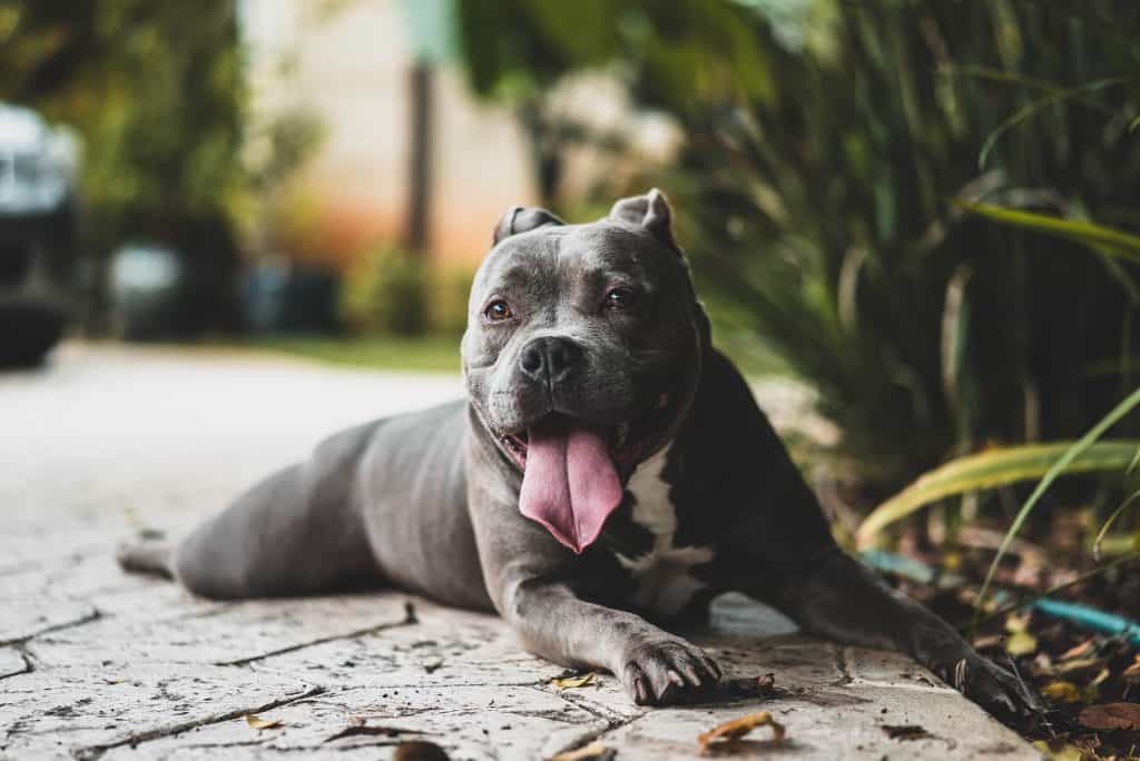 3 a blue pitbull laying down 3 a blue pitbull laying down