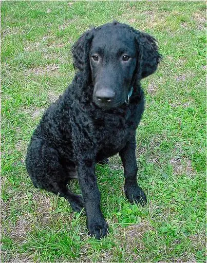 4 a Curly Coated Retriever