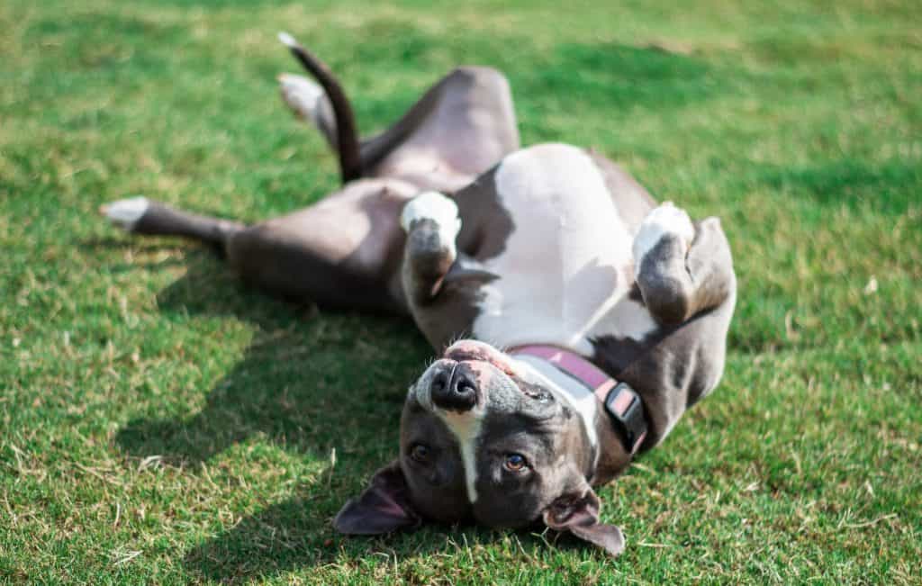 4 a blue pitbull on her back 4 a blue pitbull on her back