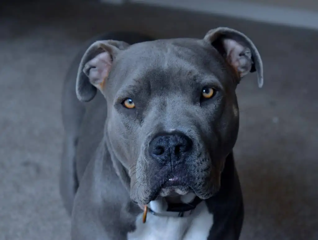 5 a blue pitbull with amber eyes