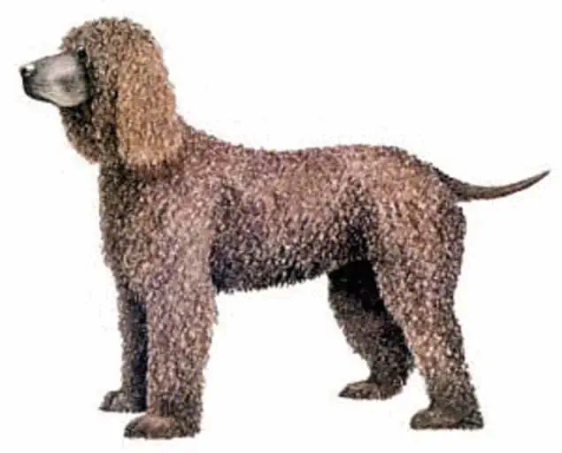 5 the irish water spaniel