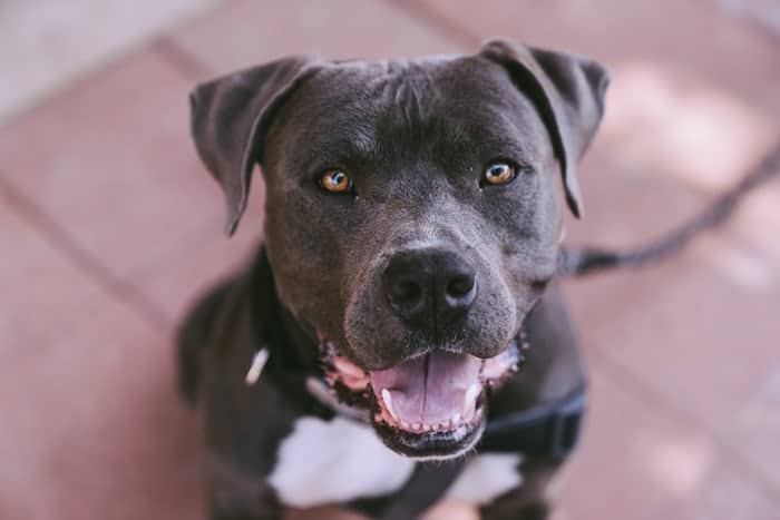 6 a happy Blue Pitbull smiling 6 a happy Blue Pitbull smiling