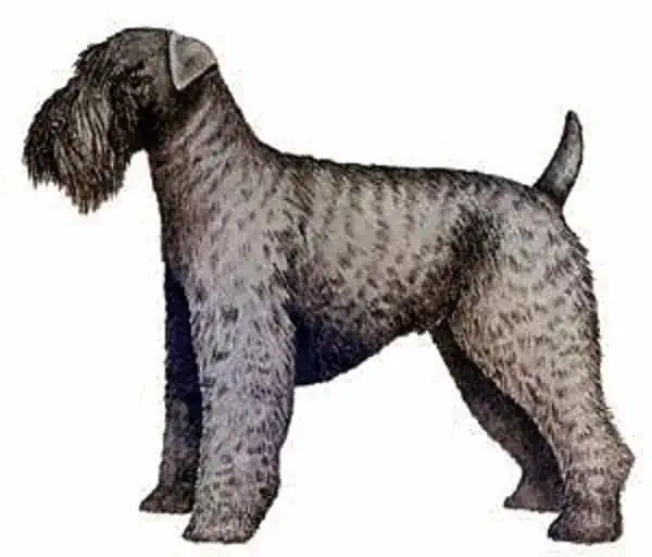 6 the Kerry Blue Terrier