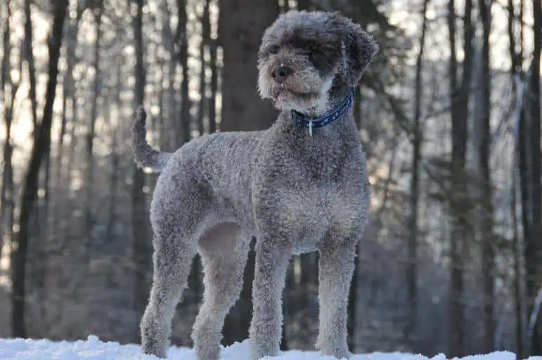 7 Lagotto Romagnolo