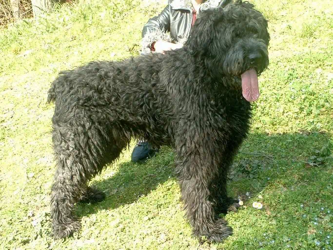 8 the Bouvier de Flandres