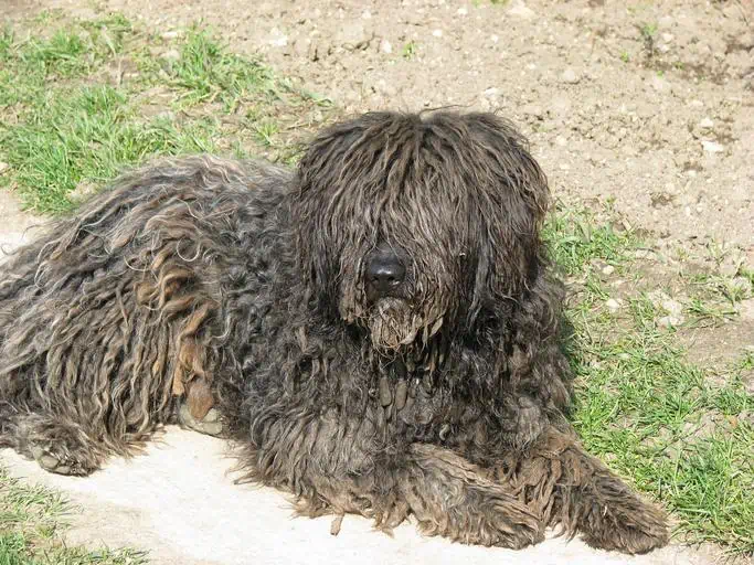 9 a Puli Dog