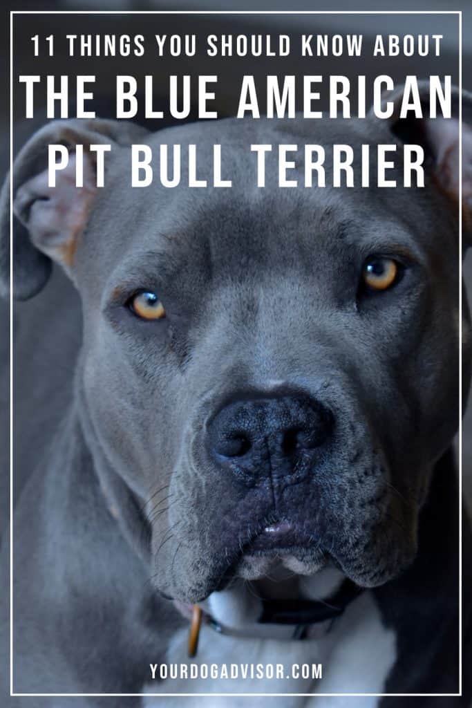 Blue American pit Bull Terrier 1