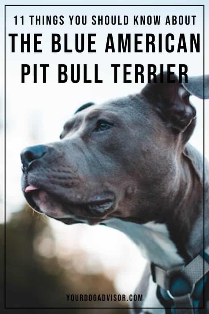 Blue American pit Bull Terrier 2 Blue American pit Bull Terrier 2