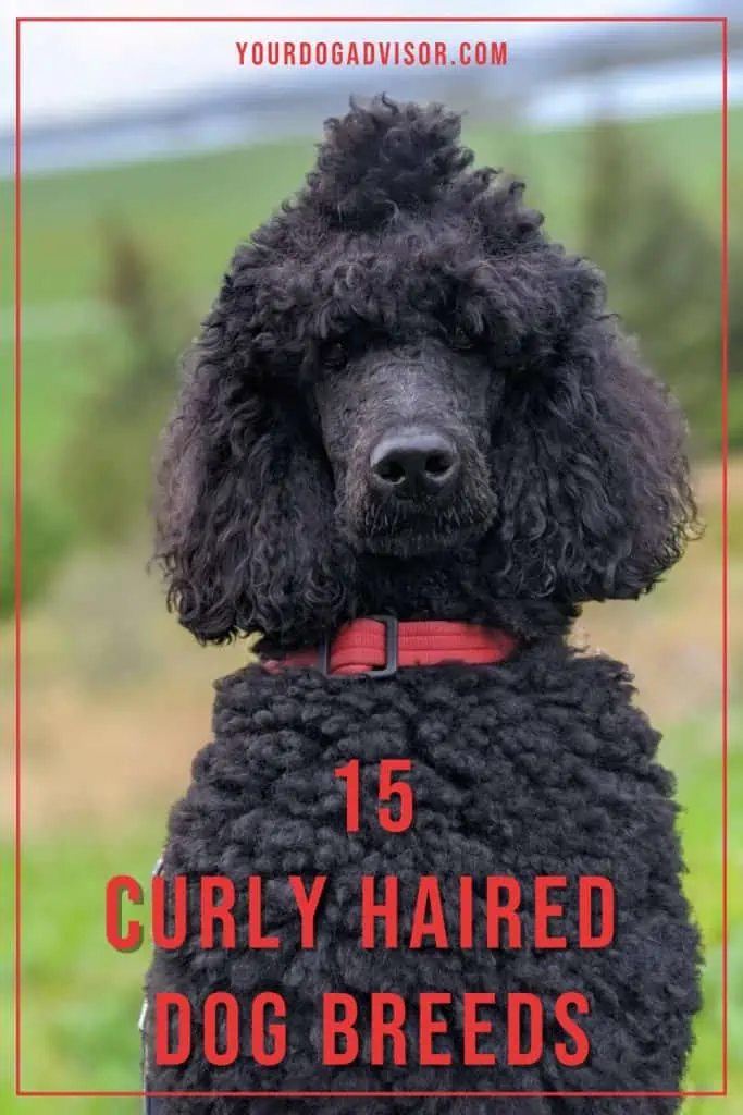 Large black curly haired dog best sale