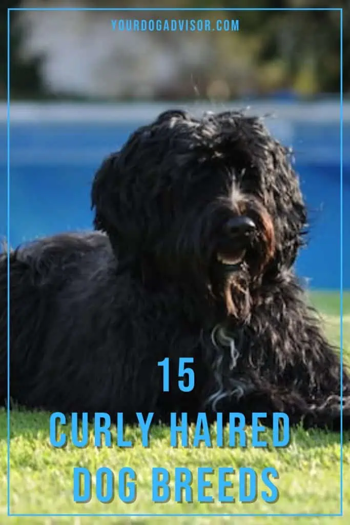 Big dog breeds with curly clearance hair