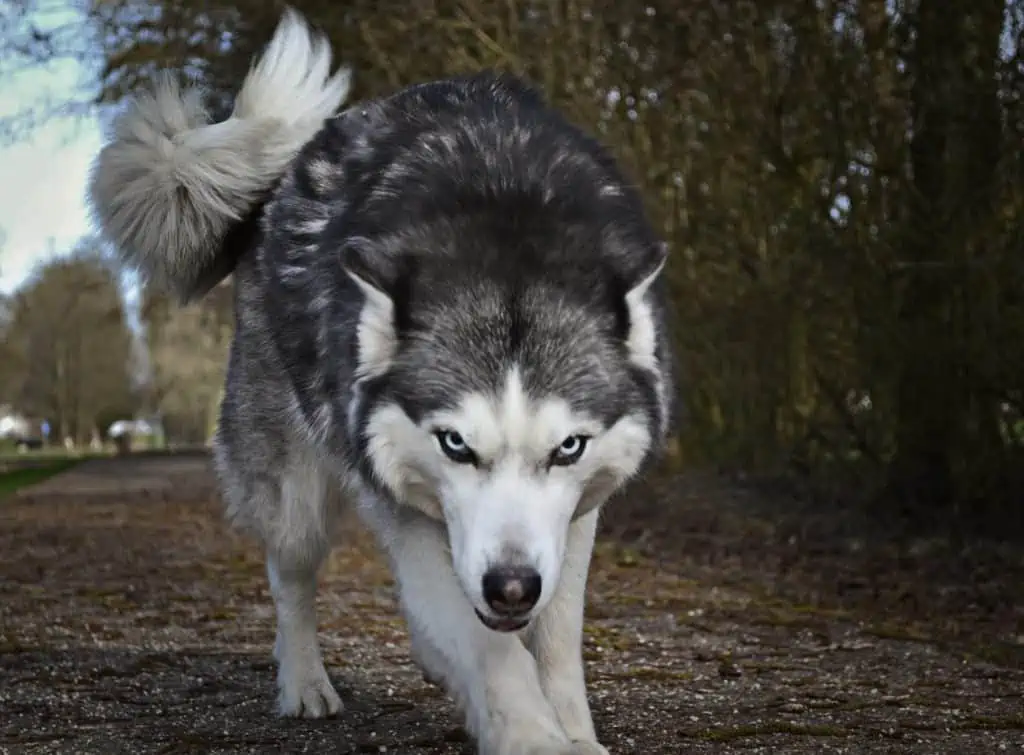 1 a mean looking Husky