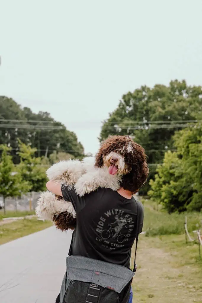 1 a mini bernedoodle being held