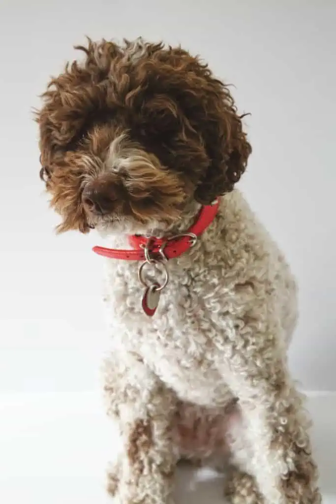 4 a Bernedoodle with a red collar