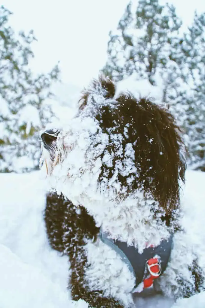 6 a mini bernedoodle in the snow