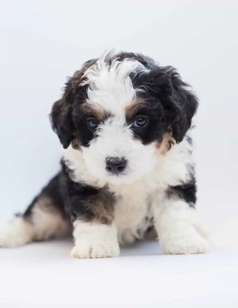 7 a Bernedoodle puppy