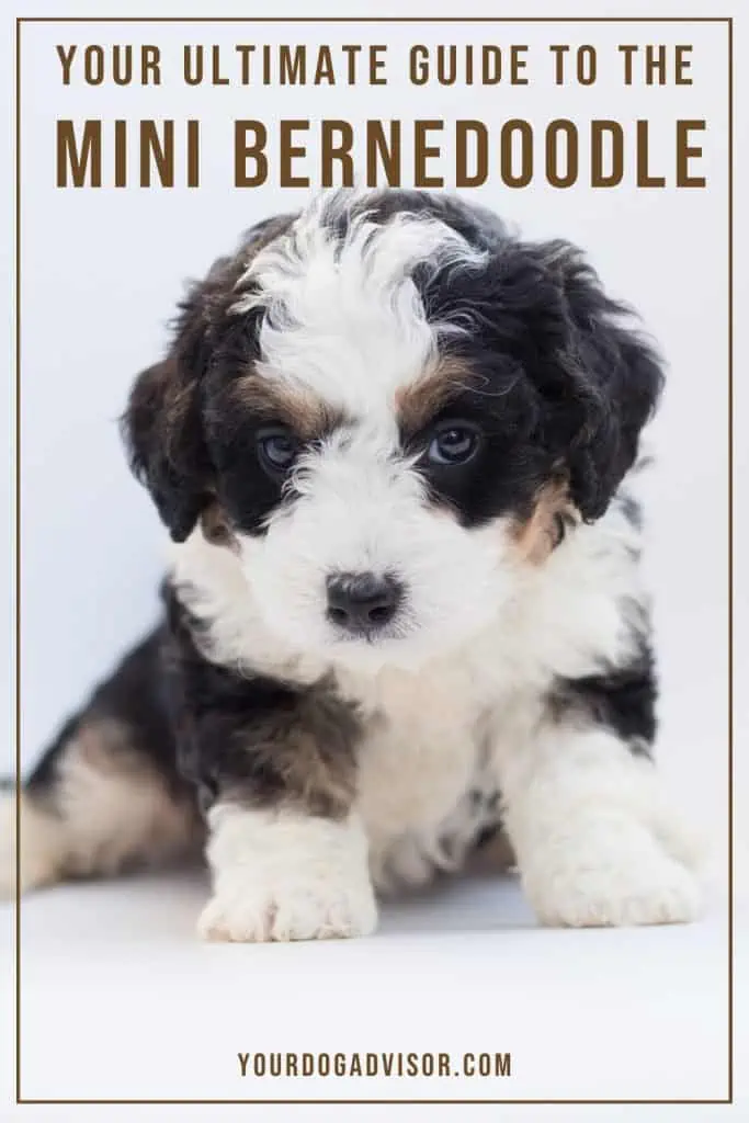 The Mini Bernedoodle 2