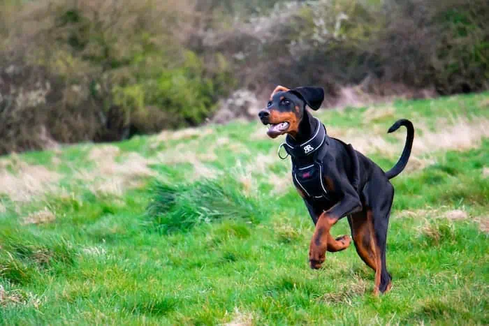 rottweiler doberman mix puppies