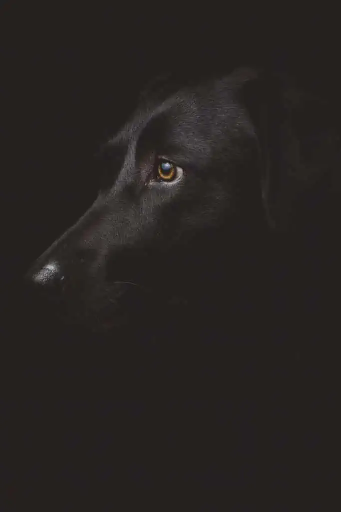 1 a black dog profile