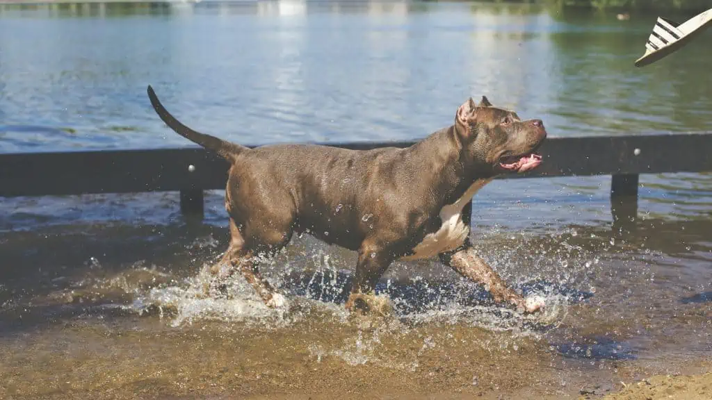 1 a blue pitbull in water