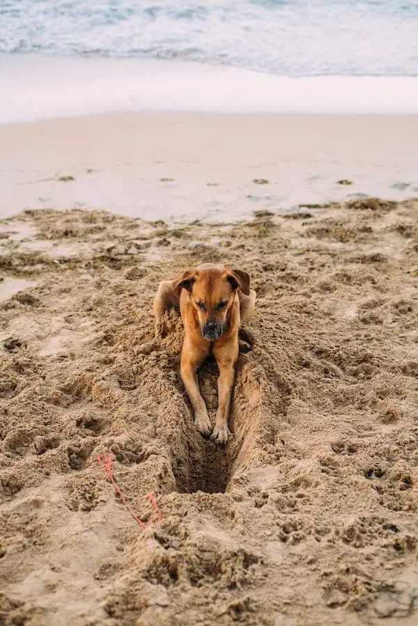 1 a dog digging in sand