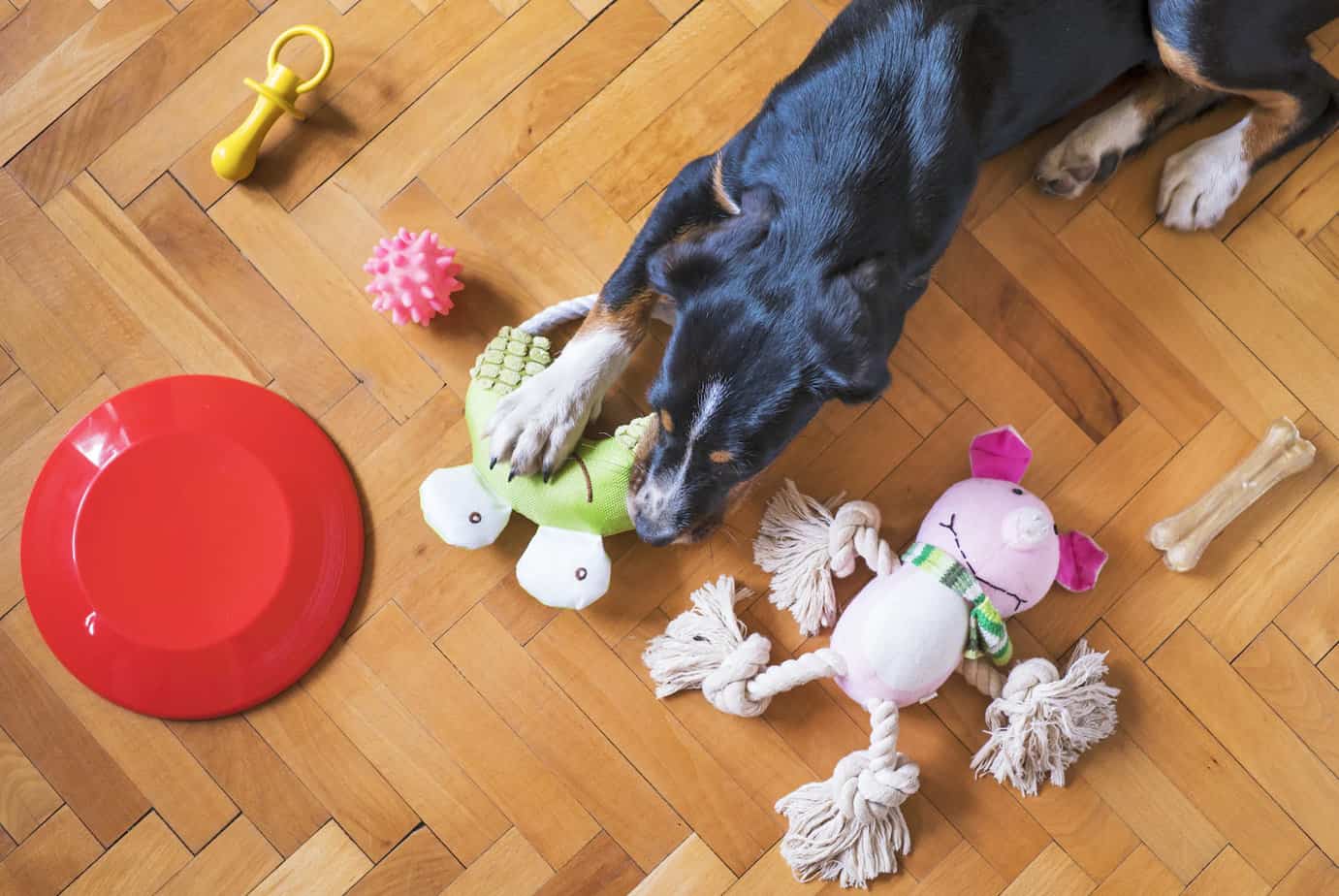 10 Best Boredom Busting Activity Mats for Dogs - Hey, Djangles.