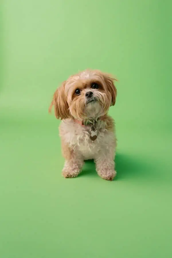 1 a gold Shih Tzu against green