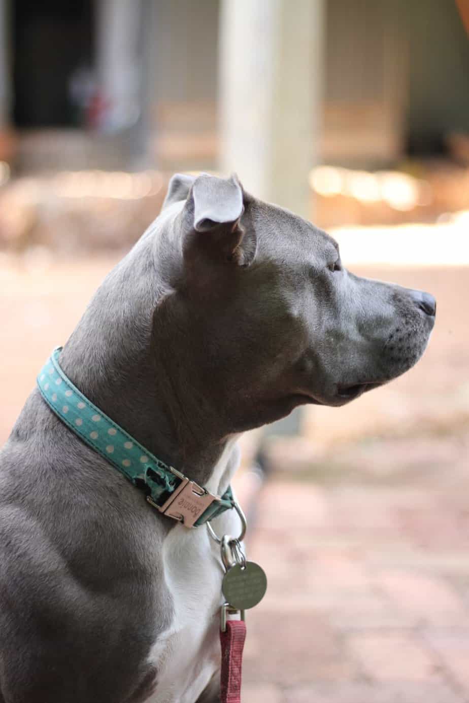 12 Most Muscular Dog Breeds Your Dog Advisor