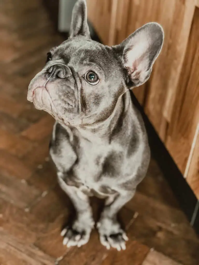 1 an adult blue french bulldog sitting