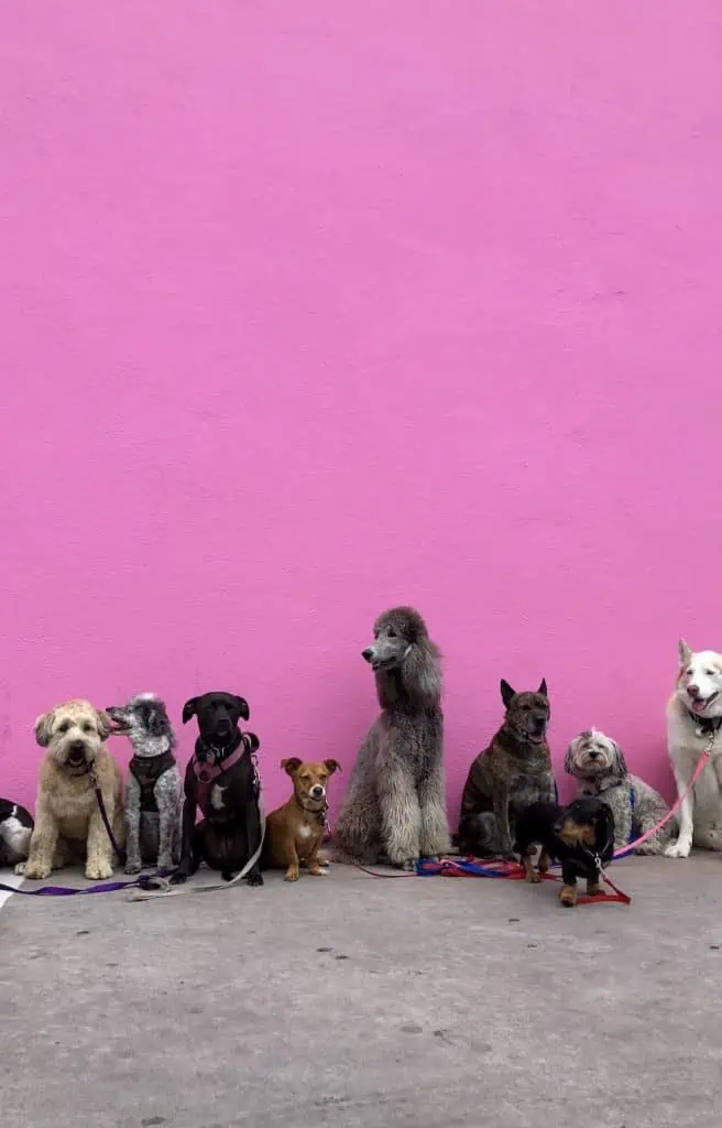 1 lots of dogs sitting against a pink wall