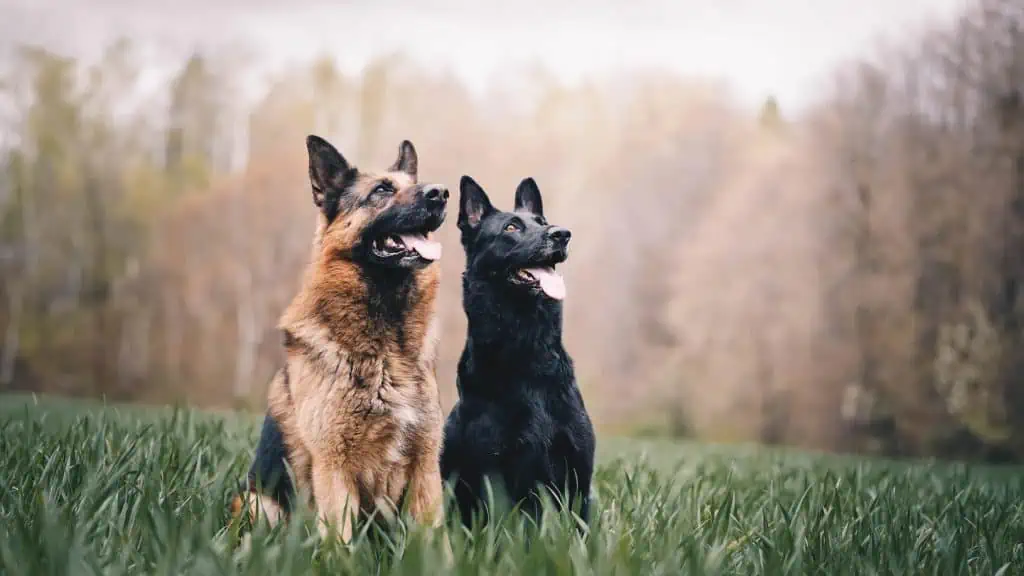 1 two german shepherds