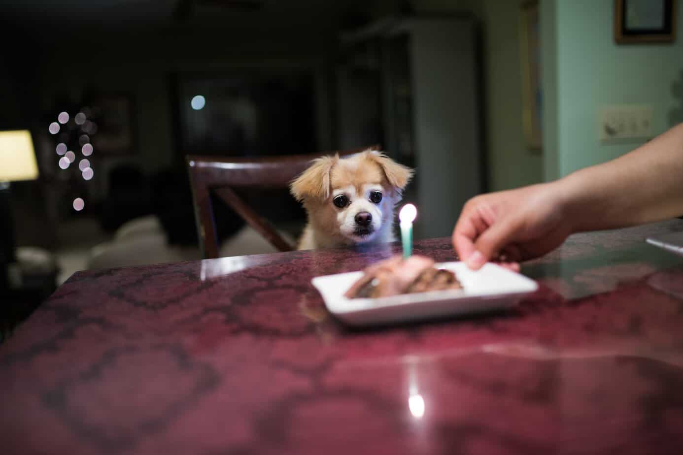 Can Dogs Eat Cake? - Your Dog Advisor